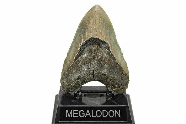Serrated, Fossil Megalodon Tooth - North Carolina #271105